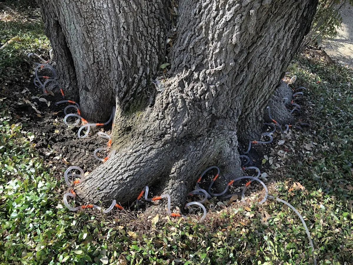 Detailed Tree Cabling and Bracing job site in Yalaha