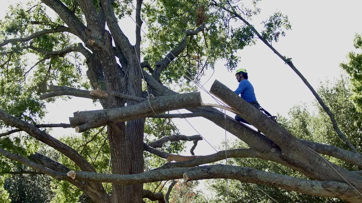 Professional Crown Thinning performed by certified arborists in Yalaha